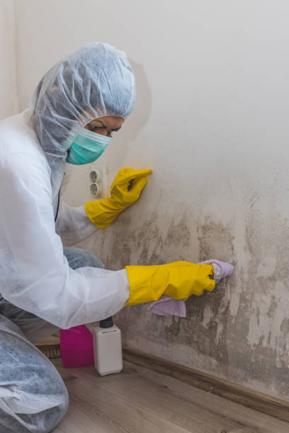 Best Mold Odor Removal Services  in White Hall, WV
